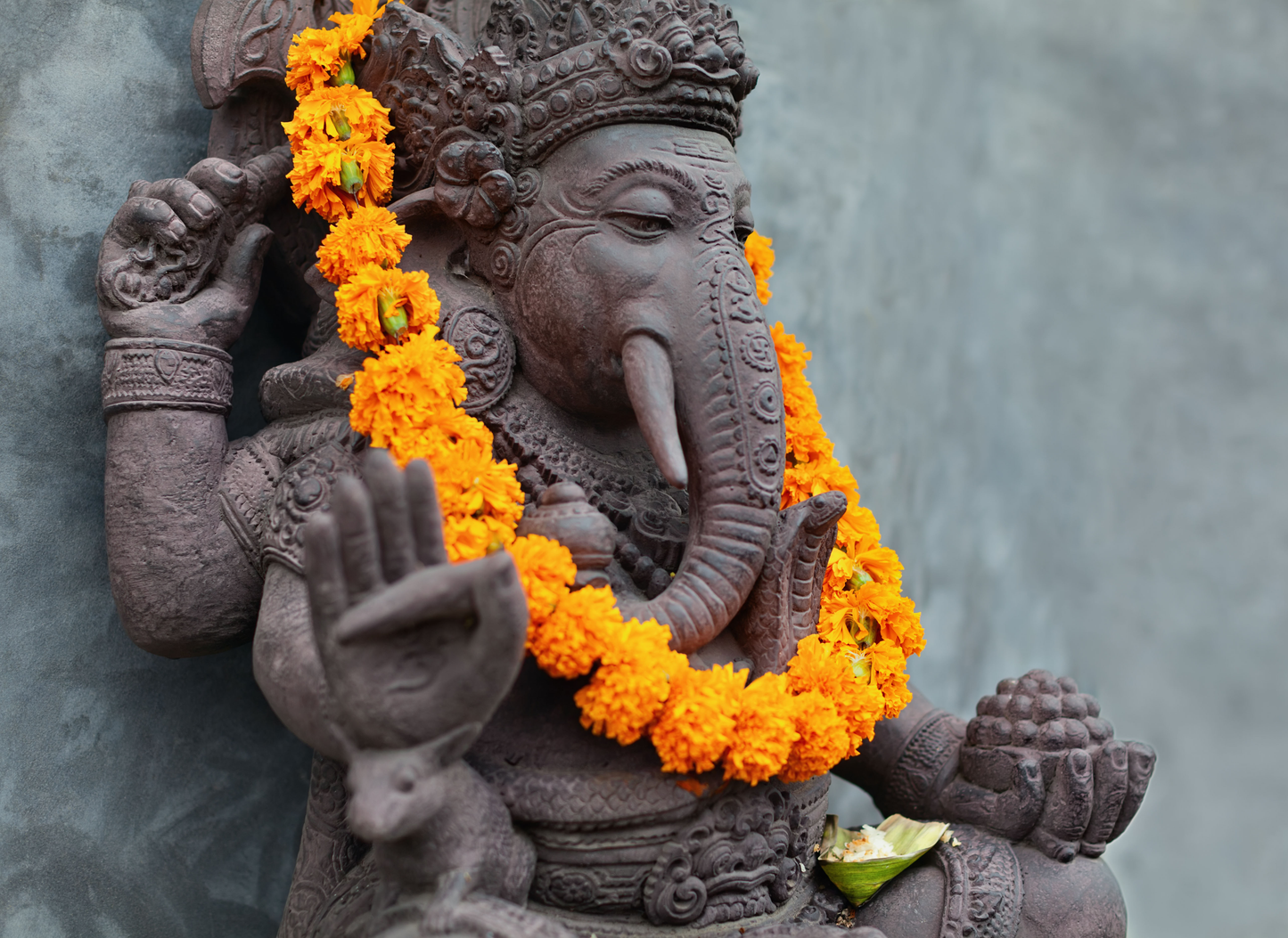 Monthly Membership - Nourishment for Longevity